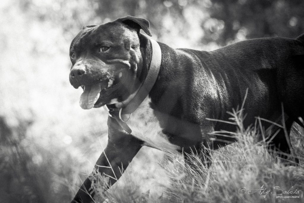 Petite promenade avec Lino