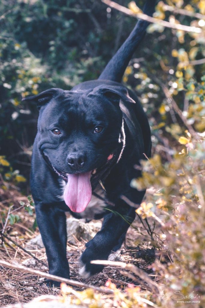 Petite promenade avec Lino