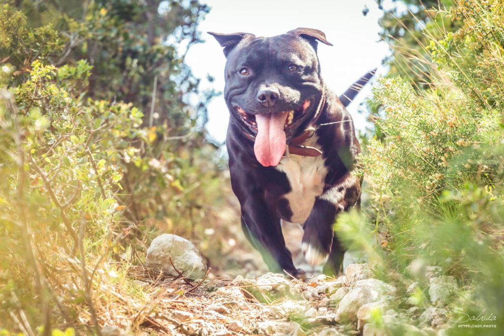 Petite promenade avec Lino