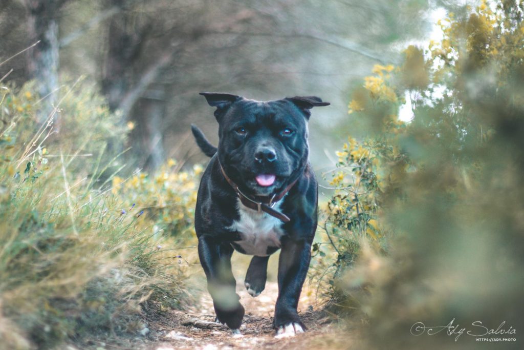 Petite promenade avec Lino