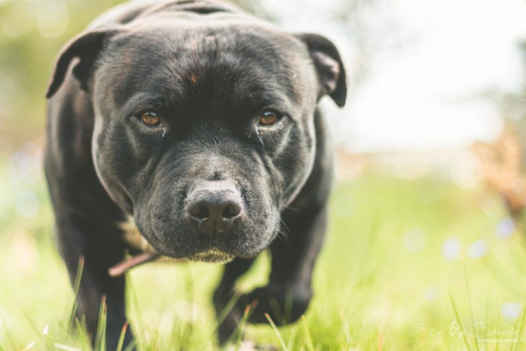 Mr Lino face à l'étang de Bages