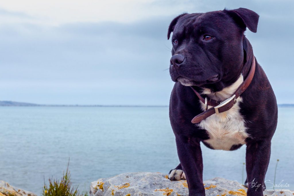 Mr Lino face à l'étang de Bages