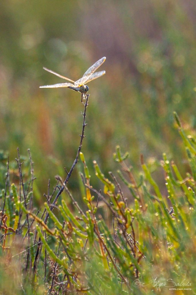 Libellule : Sympètre (Sympetrum sp.) trouvée autour de l'Étang de Bages-Sigean dans l'Aude (11) en France.