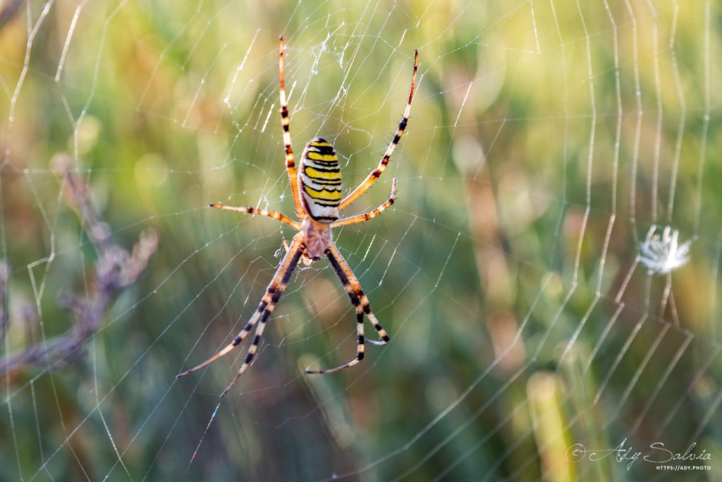 Argiope frelon (Argiope bruennichi) de la famille des araignées.