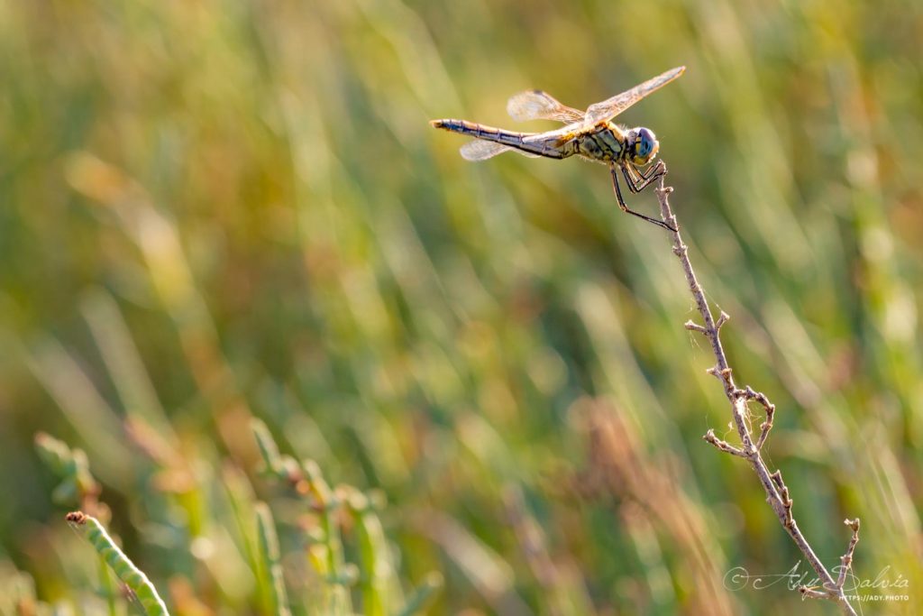Libellule : Sympètre (Sympetrum sp.) trouvée autour de l'Étang de Bages-Sigean dans l'Aude (11) en France.