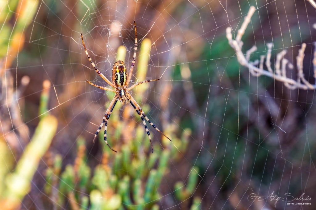 Argiope frelon (Argiope bruennichi) de la famille des araignées.