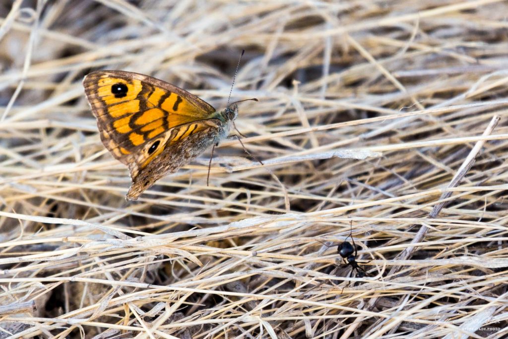 Papillon : Tircis (Pararge aegeria) et une fourmi trouvées autour de l'Étang de Bages-Sigean dans l'Aude (11) en France.