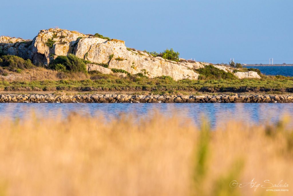 Sur la route de l'étang de Bages / Peyriac (11100)
