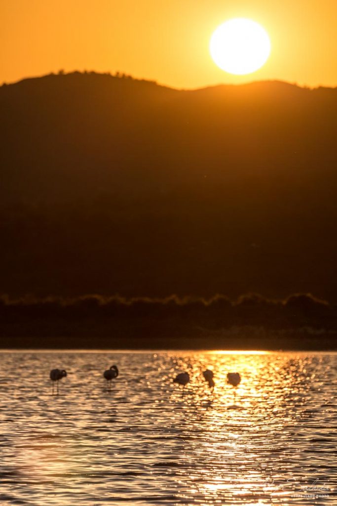 Flamants roses au coucher du soleil à l'étang de Bages-Peyriac (11100)