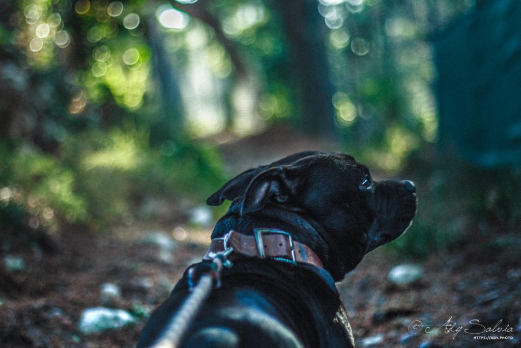 Petite promenade avec Lino