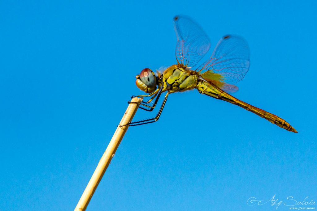 Libellule : Sympètre (Sympetrum sp.) trouvée dans la réserve naturelle de Gruissan dans l'Aude (11) en France.