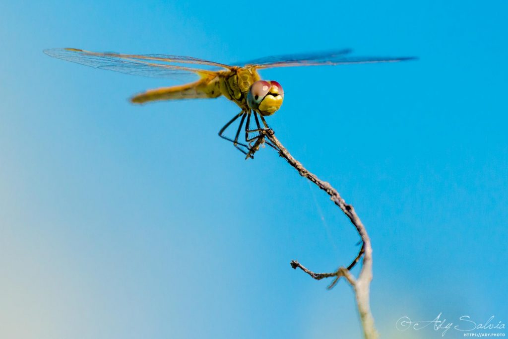 Libellule : Sympètre (Sympetrum sp.) trouvée dans la réserve naturelle de Gruissan dans l'Aude (11) en France.