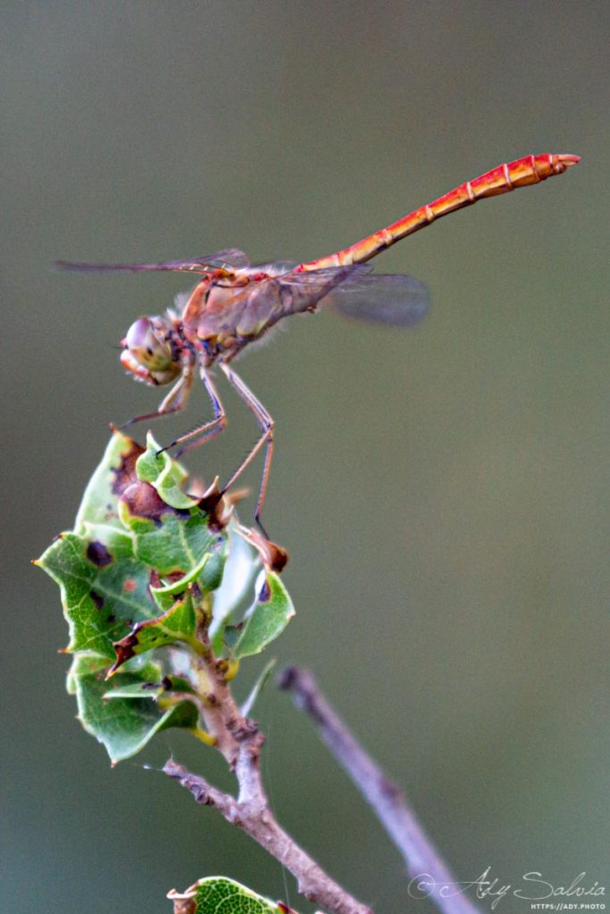 Libellule : Sympètre (Sympetrum sp.) trouvée autour de l'Étang de Bages-Sigean dans l'Aude (11) en France.